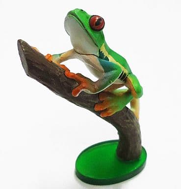 原色両生類カエル図鑑アカメアマガエル アップデート