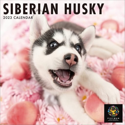 Calendar PICTWAN Siberian Husky 2023 Calendar | Goods / Accessories |  Suruga-ya.com