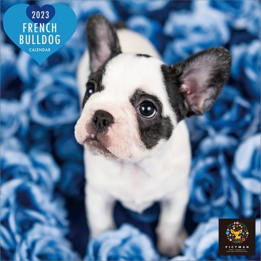PICTWAN French Bulldog (S Edition) 2023 calendar | Goods / Accessories |  Suruga-ya.com