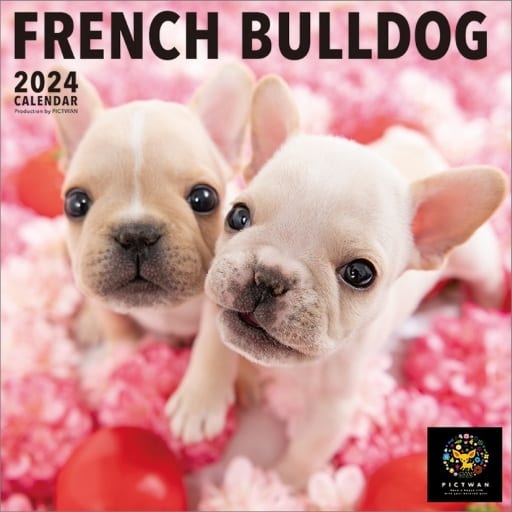 PICTWAN French Bulldog (L Edition) 2024 calendar | Goods / Accessories |  Suruga-ya.com
