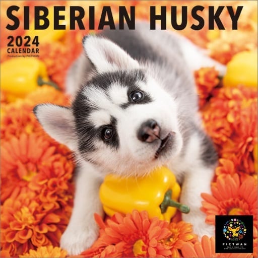 PICTWAN Siberian Husky (L edition) 2024 calendar | Goods / Accessories |  Suruga-ya.com