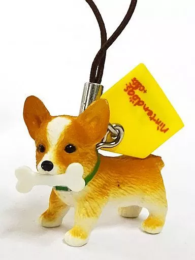 コーギーのSWEET RASPBERRY | 2024.11.2生 Boss×Pinocoの子犬