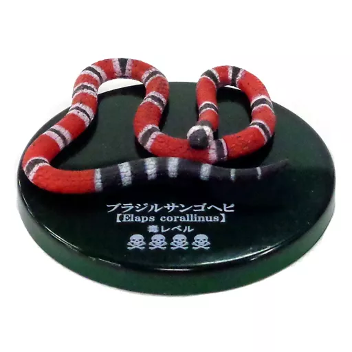 银环蛇(不可思议生物大百科毒牙暗杀者毒蛇) | 玩具模型| Suruga
