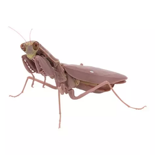 Trading figure Halabiro Mantis (adult, brown) "Ikimono Daizukan Kamakiri 03" | Toy Hobby | Suruga-ya.com Trading figure Halabiro Mantis (adult, brown) "Ikimono Daizukan Kamakiri 03" | Toy Hobby | Suruga-ya.com