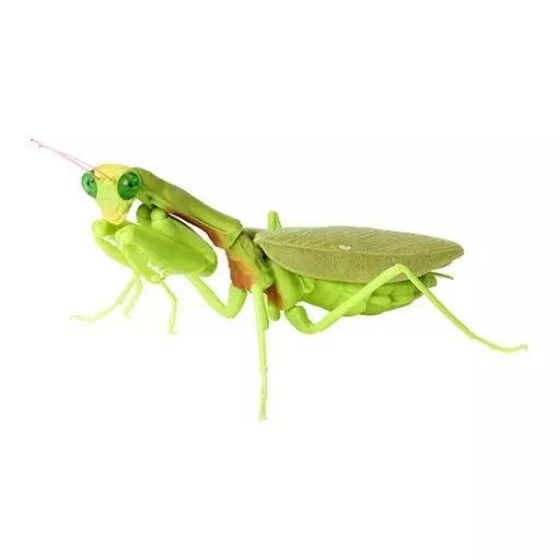 Trading figure Moneaka Harabiro Mantis (adult) "Ikimono Daizukan Kamakiri  04" | Toy Hobby | Suruga-ya.com