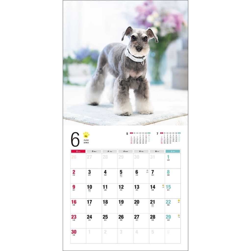 Miniature Schnauzer 2024 calendar Goods / Accessories