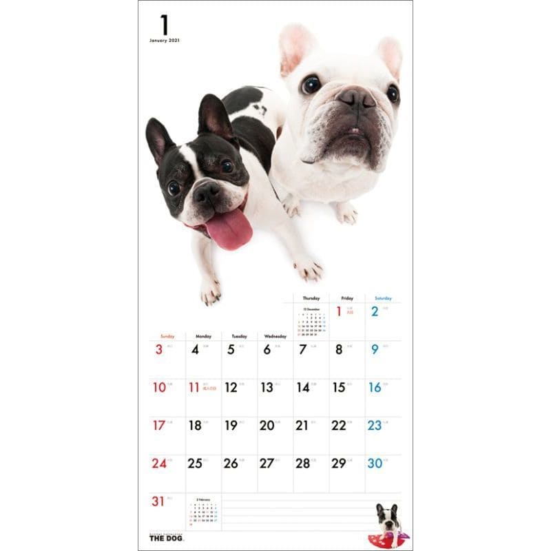 Calendar The Dog French Bulldog 2021 Calendar | Goods / Accessories |  Suruga-ya.com