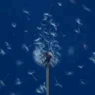 通心粉鉛筆/玉之所在地[普通盤]～TV動畫OP主題