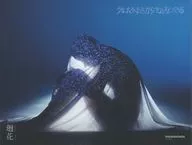 "Kamitsubaki Record" Kaika / I've known you before you are born [Normal Edition]