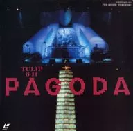 チューリップ / チューリップ パゴダ 8・11 チューリップ イン 芦ノ湖