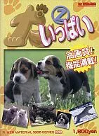 POWER MATERIAL 1800 SERIES 002イヌいっぱい2