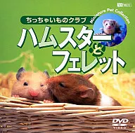 Hobbies / Hamstart Ferret チッチャイモノクラブ