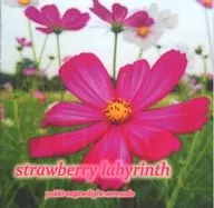 strawberry labyrinth / twilight serenade