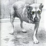 ALICE IN CHAINS / ALICE IN CHAINS[輸入盤]