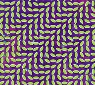 ANIMAL COLLECTIVE/Merriweather Post Pavilion [versión importada]