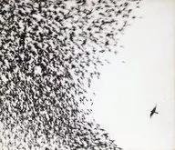 Wilco/Sky Blue Sky[進口盤]