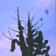 Aburadako / Aburadako