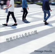 Chicago Poodle