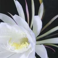 postman / Night bloomer