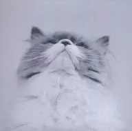 カネコアヤノ / Sansan Por si só