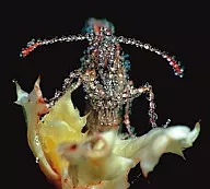 Gang Gang Dance / I Contact