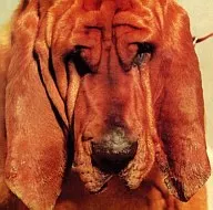 Ty Segall / Goodbye Bread