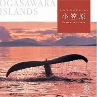 治愈/小笠原群島