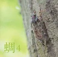 Masahiro Nishimura (Recorder) / Evening cicada 4
