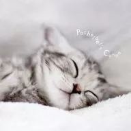 Whole! Pachelbel Canon