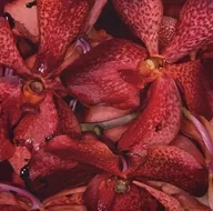 RADWIMPS / Mountain Top/Shape Of Miracle