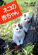 猫咪宝宝