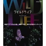 狂野生活東南亞婆羅洲華麗！巧妙！鳥兒們的空中狩獵