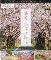 Sakura Vista com lindas flores de cerejeira que enfeitam a primavera