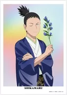 A3 Matte Finish Poster  Nara Shikamaru "NARUTO - Uzumaki Naruto Shipfuden Uchiha Uchiha Uchiha Sasuke Birthday Fair in Animate"