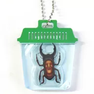 The Stag Beetle : Acrylic Key Holder 2