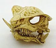 Gamera skulls found in the grave of Gamera at the bottom of the Japan Trench (colored version) : "Gamera Gappagirara Tokusatsu Daihyakka ver. 1 Daikaiju Sojo"