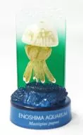 Spotted jelly 「 Enoshima Aquarium Solid Organism Guide 」