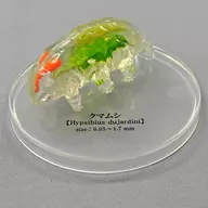 [Secret] Cohabitation of Tardigrades, 「, Wonders, Biology, and Microcosm, Microbial 」