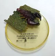 Liocheles australasiae : "Mysterious Creature, Encyclopedia, Assassin Scorpion"