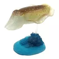 Sepia latimanus' Three Dimensional Capsule Encyclopedia : Primary Colors of Octopus and Squid Illustrated Books'