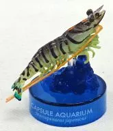 6. Tiger shrimp "Capsule Aquarium Nihon Bidimensional Aquarium illustrated book Vol. 6" limited to aquariums