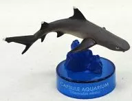 8. "Capsule Aquarium Nihon Bidimensional Aquarium illustrated book Volume 6" Limited to aquariums