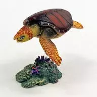 Loggerhead turtle "Encyclopedia of Three Dimensional Capsules, Primary Colors, Reptile, Tortoise Guide"