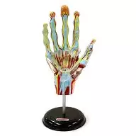 Hand muscles and forearms A "Encyclopedia of Children's Encyclopedia of Human Anatomy II"
