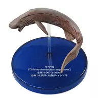 Frilled shark' Mysterious Creature, Encyclopedia, Wanderer in the Deep, Deep Sea Fish'