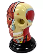 01. Modelo de estrutura da cabeça (dividido em quatro) "Série de Ilustrações de Cores Primárias 17 Ilustrações de Anatomia Humana de Cores Primárias"