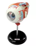 03. Structural Model of the Eye (2 Divisions) "Primary Color Picture Book Series 17 Primary Color Human Anatomy Picture Book Complete Edition"