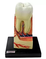 05. Tooth Structure Model (2 Divisions) 「 Primary Color Guide Series 17 Primary Color Human Anatomy Guide Complete Edition 」