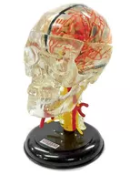 [Secret] 09. Neuroanatomy Skull (3 divisions) "Primary Color Picture Book Series 17 Primary Color Human Anatomy Picture Book Complete Edition"