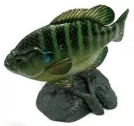 Bluegill "Primary Freshwater Fish Illustrated Book II Revised"